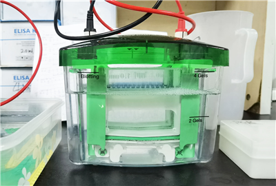 Western Blot