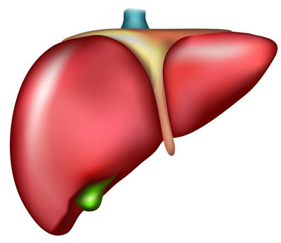 肝脏类器官