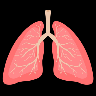 肺类器官